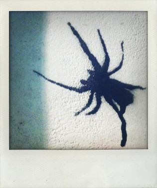 Spider graffiti 