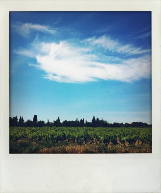 Vineyards outside of Avignon