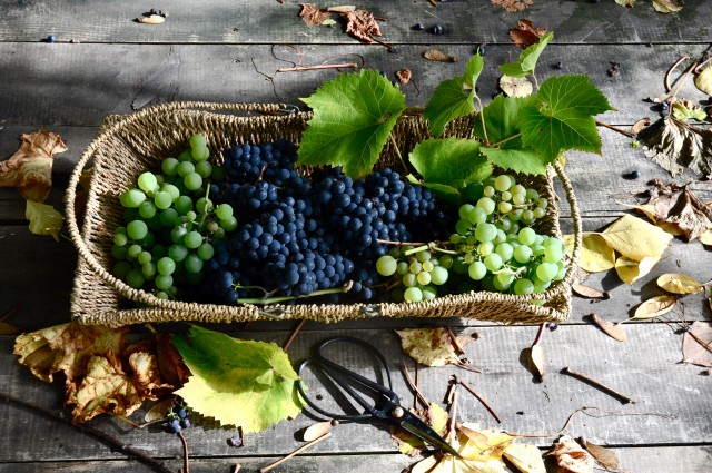 Grapes in the garden