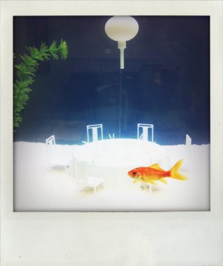 Goldfish at Merci