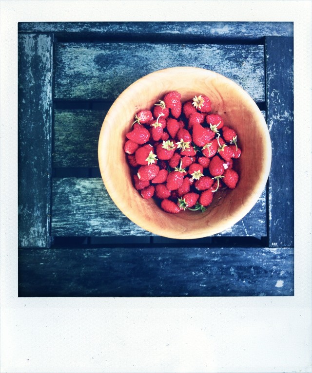 Fraises des bois in the garden