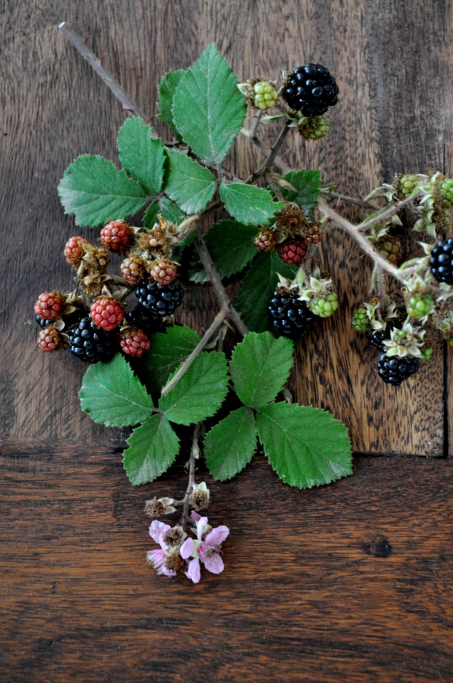 Wild blackberries